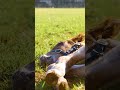 It’s been a busy weekend for this gorgeous filly #shorts