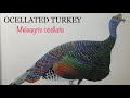 OCELLATED TURKEY (Meleagris Ocellata) Bird Song