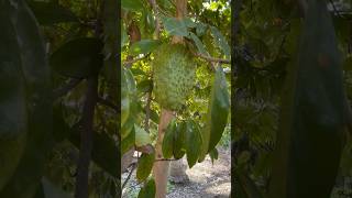 முள் சீதா மரம் | Soursop fruit tree soursop medicinalplants preventcancer