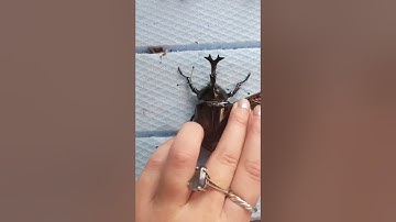 Beetle pinning #insect #bug #entomology #invert #beetle #nature #wildlife #science