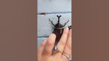 Beetle pinning #insect #bug #entomology #invert #beetle #nature #wildlife #science