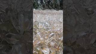 What Happens When Supercooled Rain Hits Gr?