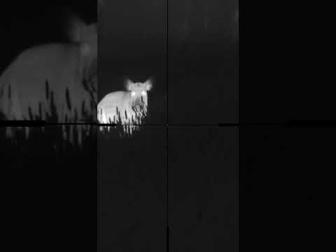 GLAD SUGGA? | BRA JAKT #hunting #TXencounter #termisk