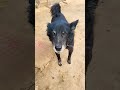 Pdhai mai zero hai !!!!!! #zero #funny #trending #like #support #viral #shorts