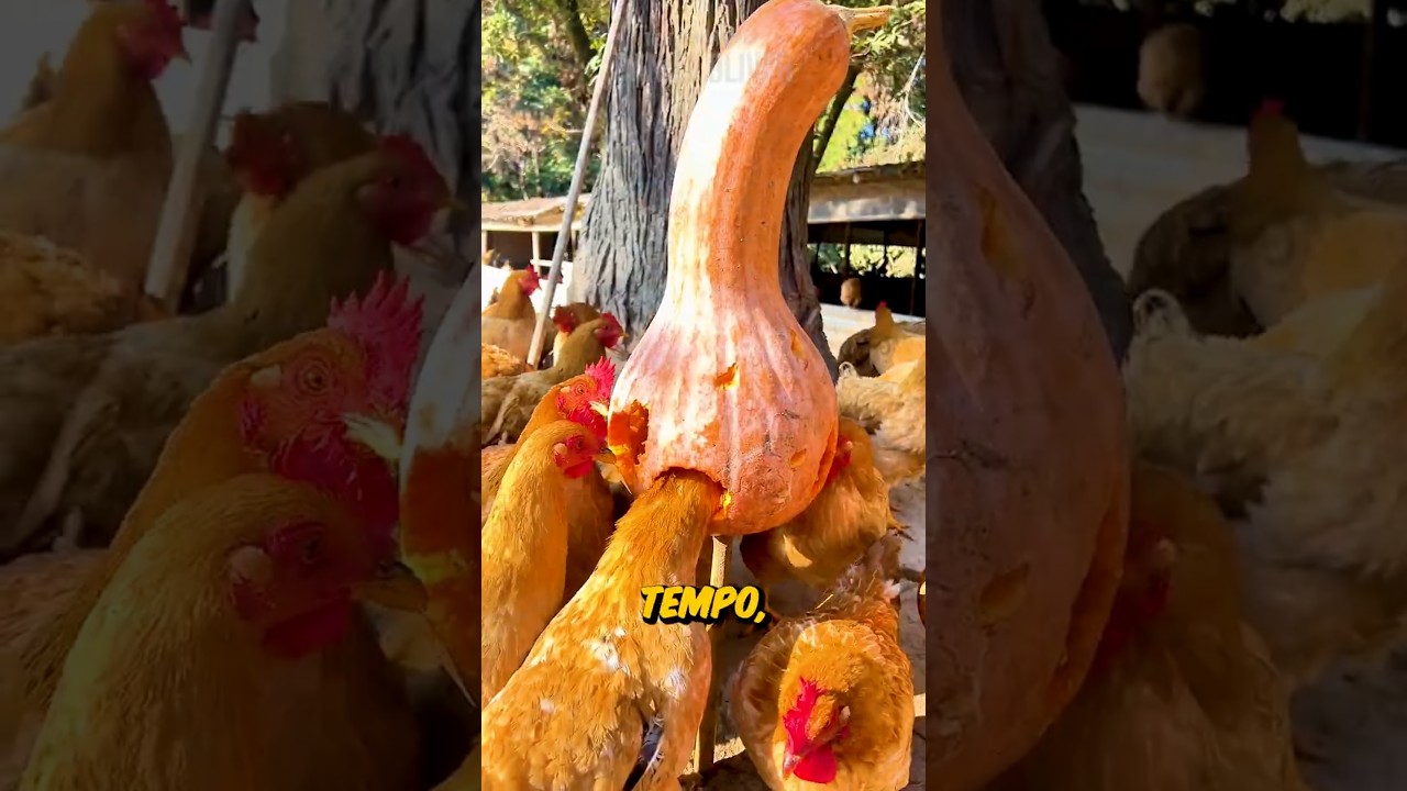 Truque SIMPLES Para ALIMENTAR CENTENAS De GALINHAS (créditos: 牧源农场．达叔/cd5905158888 no Douyin)