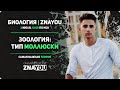 Зоология: моллюски | Биология ЕГЭ