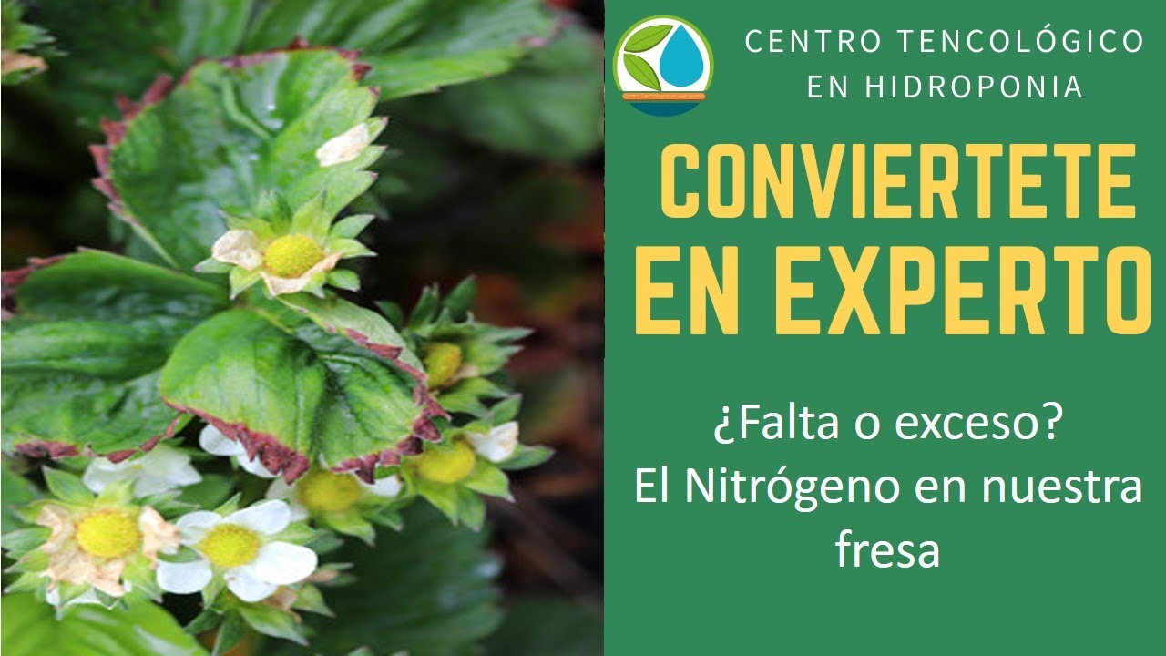 Exeso o falta de nitrogeno en cultivo de fresa en hidroponia o suelo
