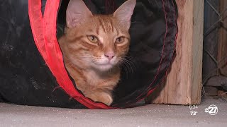 Wakulla County considered no-kill shelter