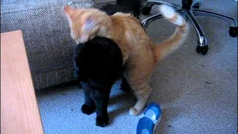 Video 6792091: oriental longhair cat, kitten cutie, kitten attacks, small kitten, kitten red