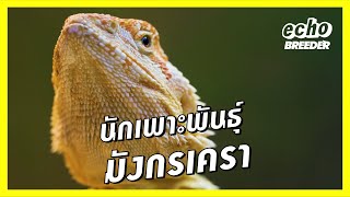 Bearded Dragon l - Thai Breeder | echo breeder