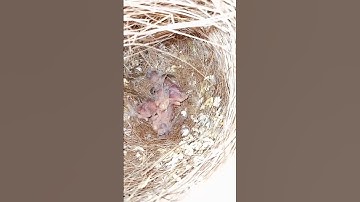 Finches babies ❤️🐥❤️| Finches breeding progress|| #birds #shorts