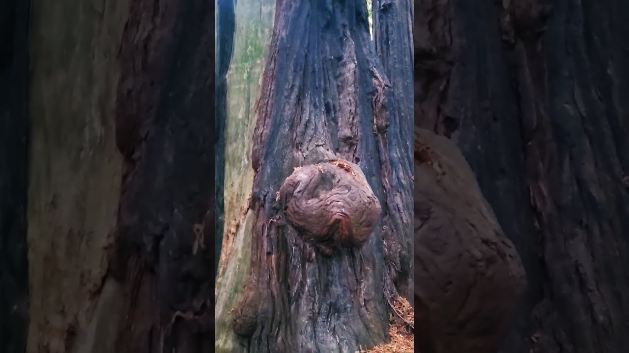 This is an expensive Burl/Birdseye. 