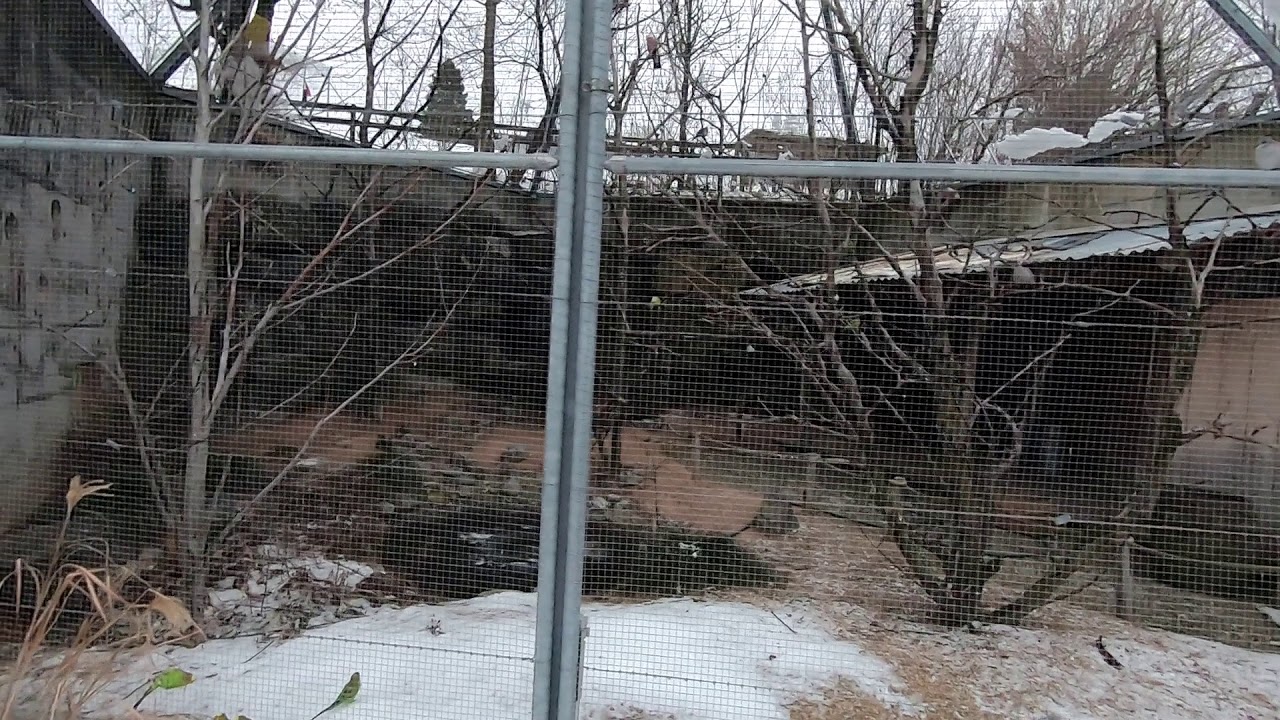 Walter Zoo Walkthrough