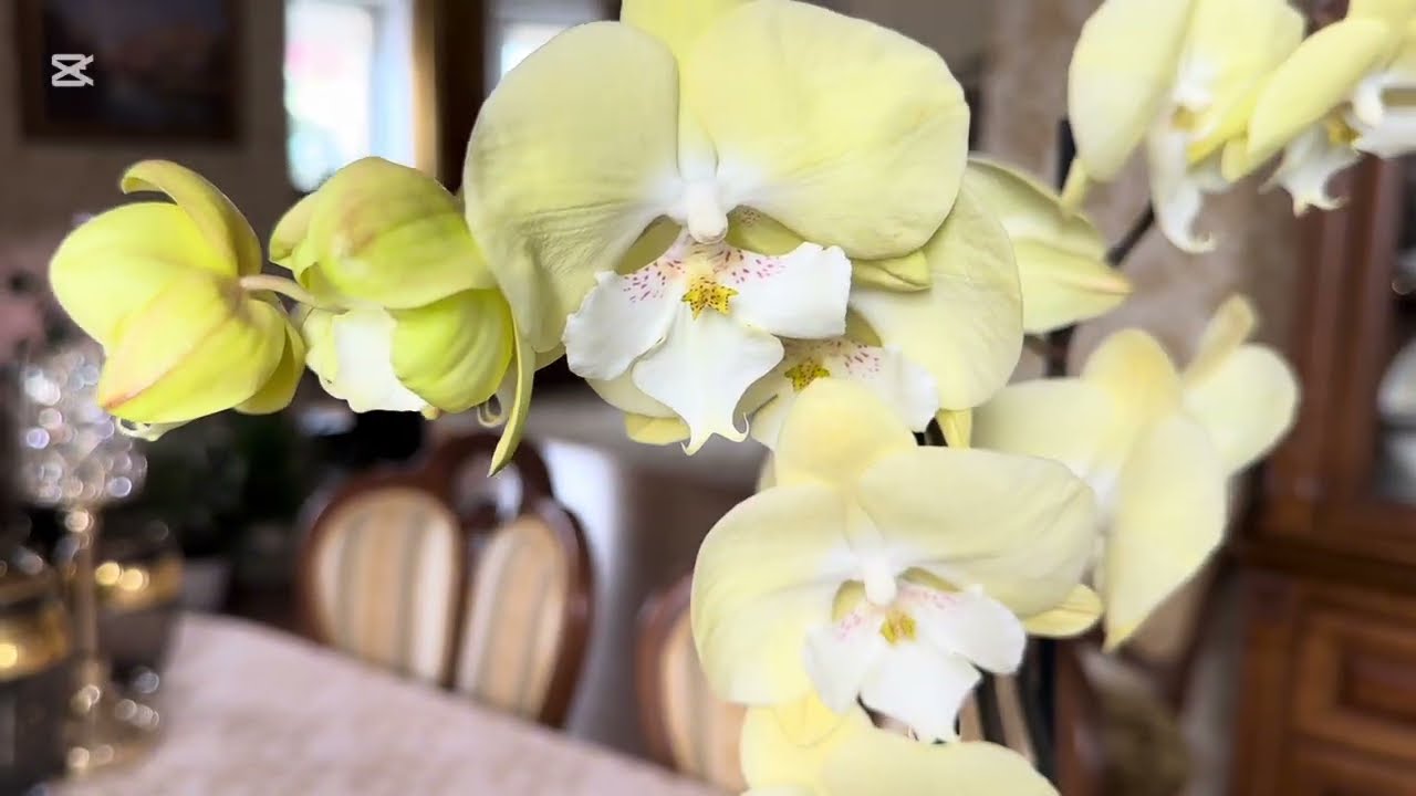 ПЛЮС  ПЯТЬ НОВЫХ ОРХИДЕЙ 🌸ФАЛЕНОПСИСОВ 😜🌺🌺🌺