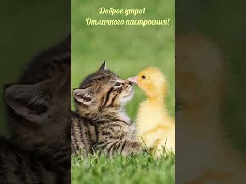 С добрым утром # музыка # позитив # настроение