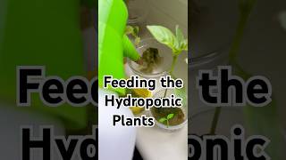 Feeding time Hydroponic 🌿🌱🤤 #nature #growyourownfood #hydroponics #diy #update #youtubeshorts