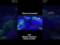 #aquarium #fishtank #coral #fish