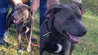 Pit bull to be euthanized after attacking woman in Guntersville