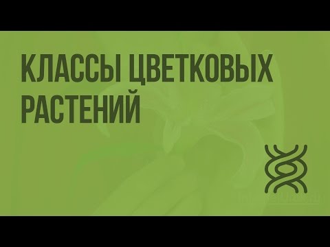 Классы цветковых растений. Видеоурок по биологии 6 класс