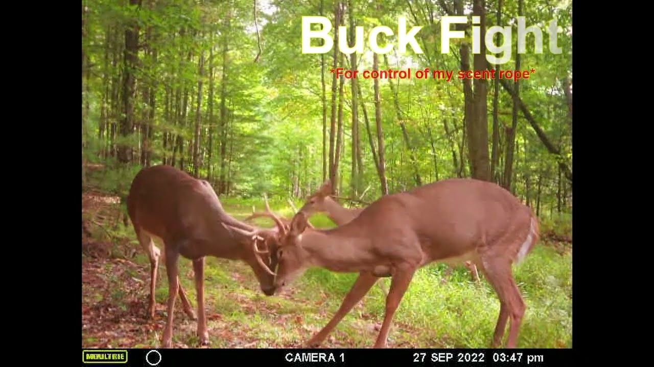 Buck Fight over Sent Rope on Mock Scrape!!! 3 Days before season Opener.
