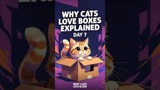 Why Cats Love Boxes Explained 😂🐱 I Cannot Handle This #Cats #Shorts