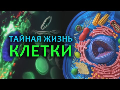 Тайная жизнь клетки. СТРОЕНИЕ КЛЕТКИ. Как устроена клетка человека.