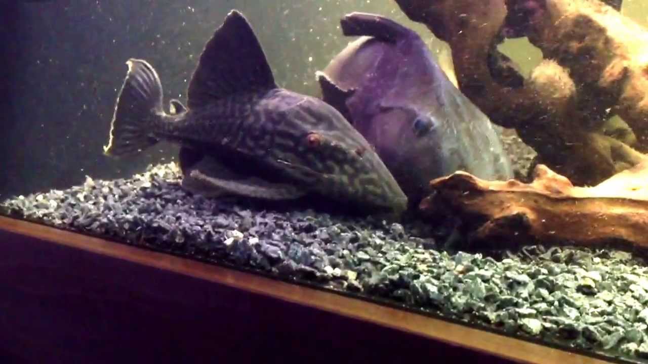 Ripsaw / Niger Catfish, L330 Plec YouTube