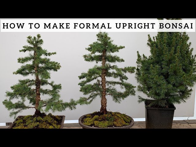 Making Formal Upright Bonsai from Alberta Spruce class=