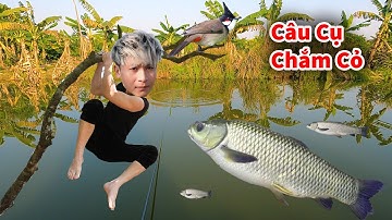 Cáo Ca - Câu Cá Chắm Cỏ Bị Lôi Mất Cần || Hậu Cáo Trổ Tài