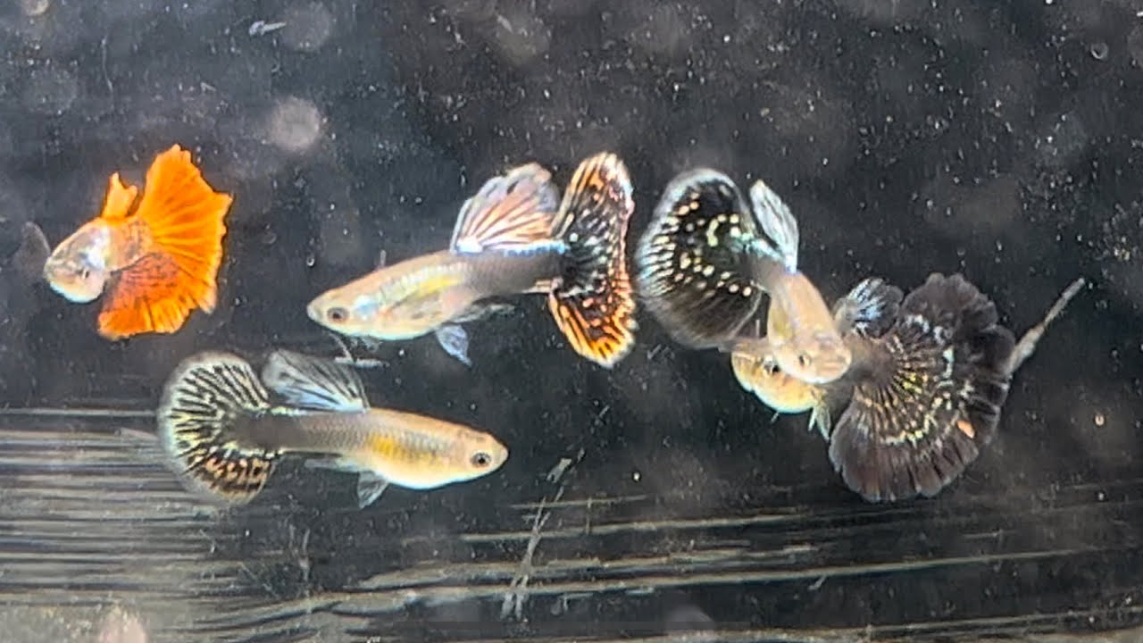 THE GUPPIES ARE LOVING THE BACKYARD GUPPY FARM NEW GUPPY CROSS YouTube