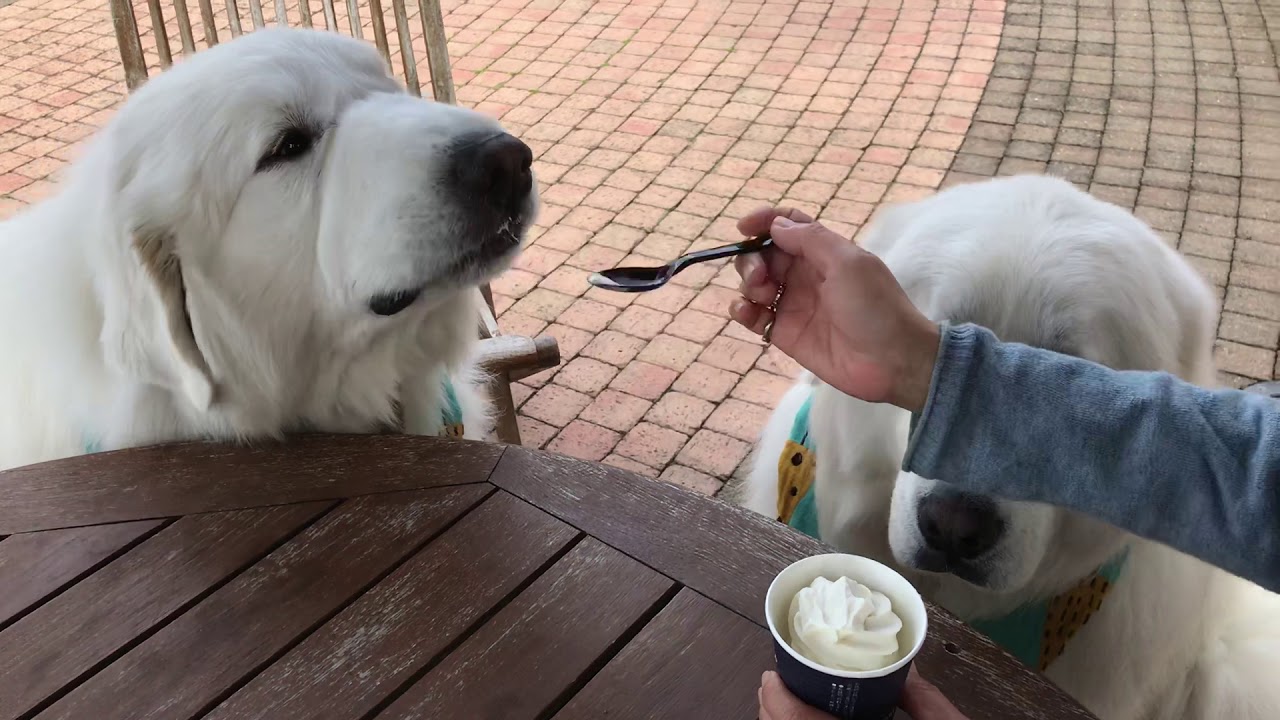 Resultado de imagen para Great Pyrenees犬 楽しい