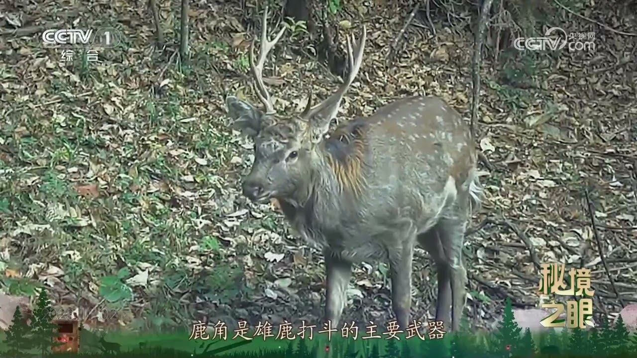 秘境之眼》 梅花鹿20240907| CCTV - YouTube