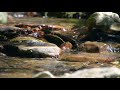 Calming Forest Stream Gentle Flow - Relaxing Sounds - 8  Hours Long - HD 1080p - Nature Video
