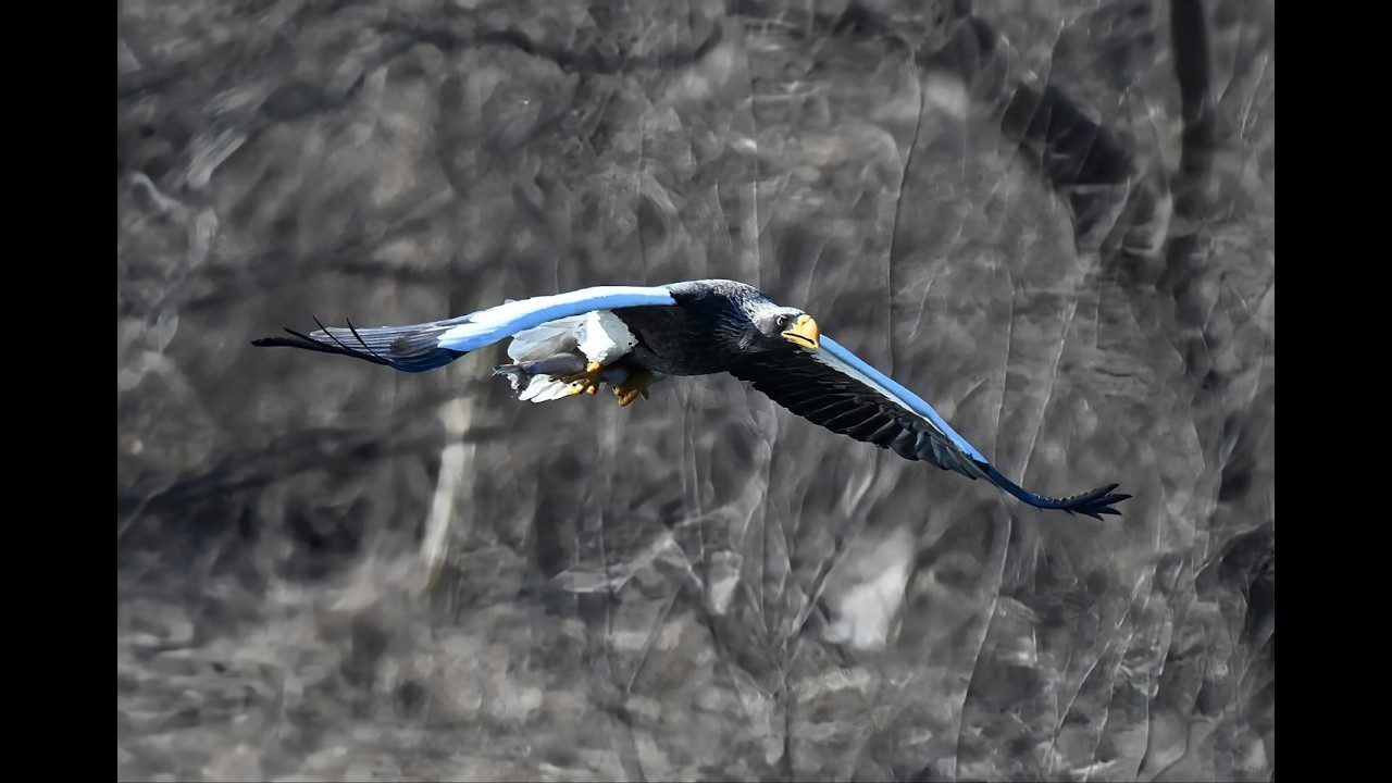 물고기를 발로 꽉 움켜쥐고 영역을 보란듯이 소리내며 자랑스럽게 몇차례 선회 비행하는 참수리. 팔당 26,2,23