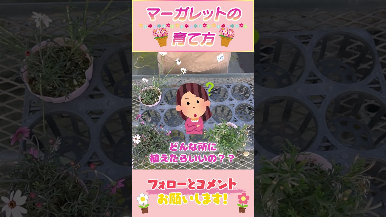 マーガレットの育て方 #園芸 #ガーデニング #初心者