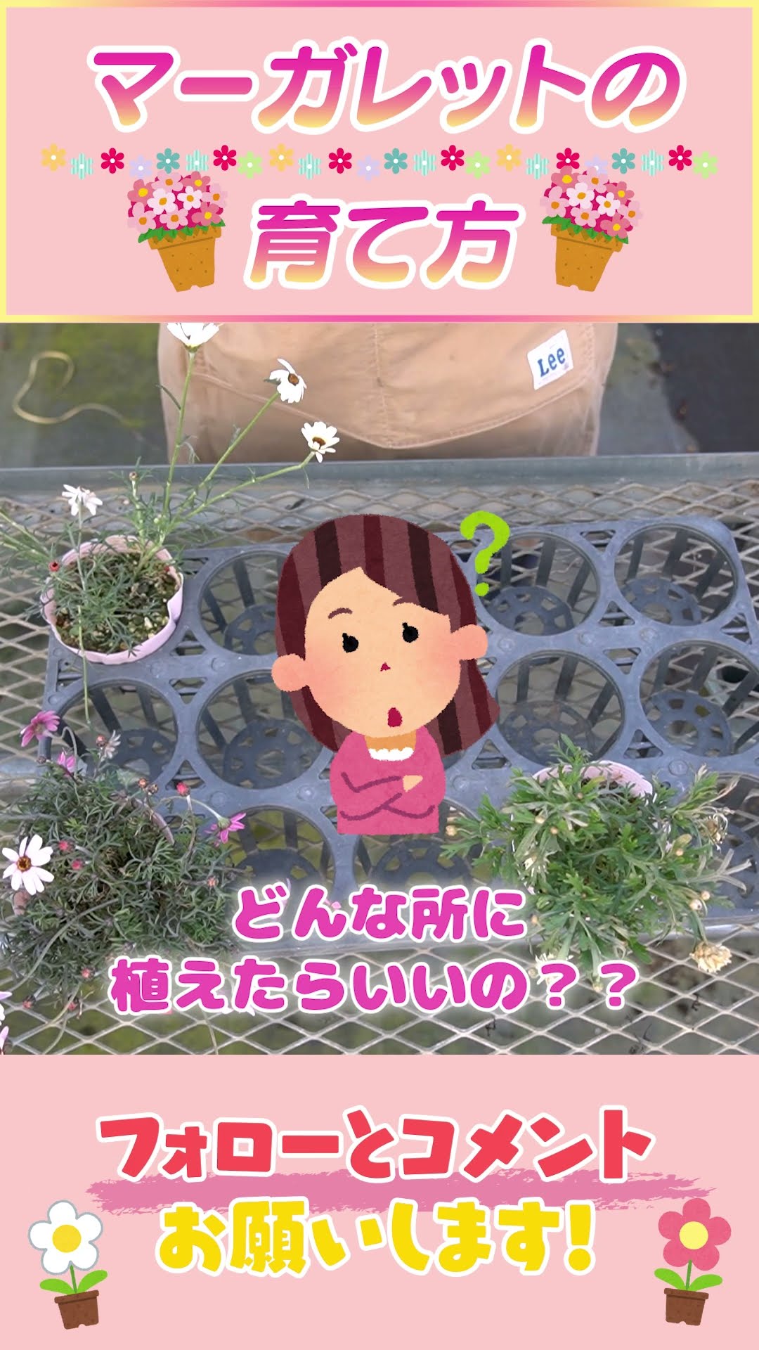 How to grow marguerites #gardening #beginner - YouTube