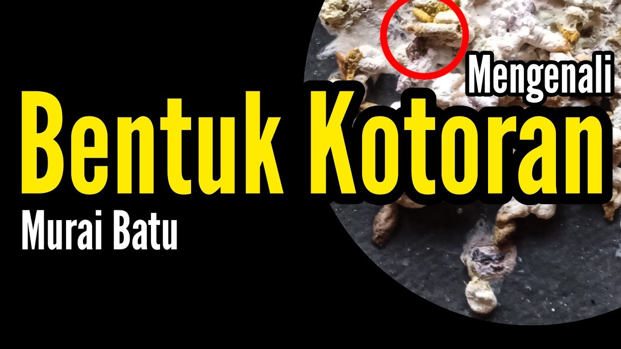 Memahami Bentuk Kotoran Murai Batu | Membentuk  Stamina | Bengkel Murai Batu
