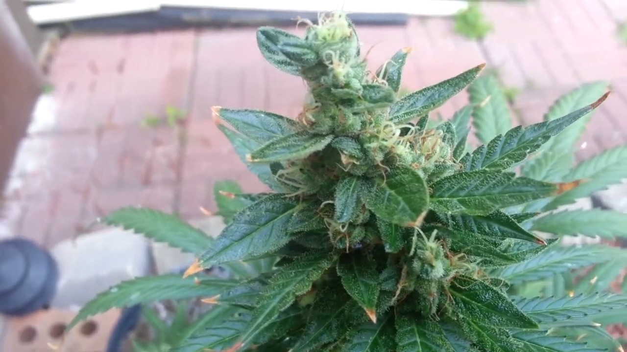 Auto Northern Lights Outdoor Pt2 00 Seeds