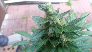 Auto Northern Lights outdoor pt2 (00 seeds)