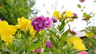 Lets Meet Colours