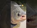इंसानी दाँत वाली Fish #shorts #pacufish #creepyfacts