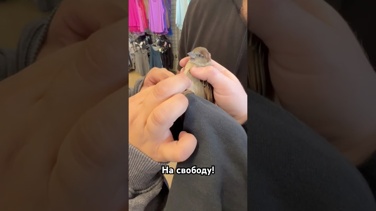 Случайно залетел в магазин! Accidentally it got into the store!