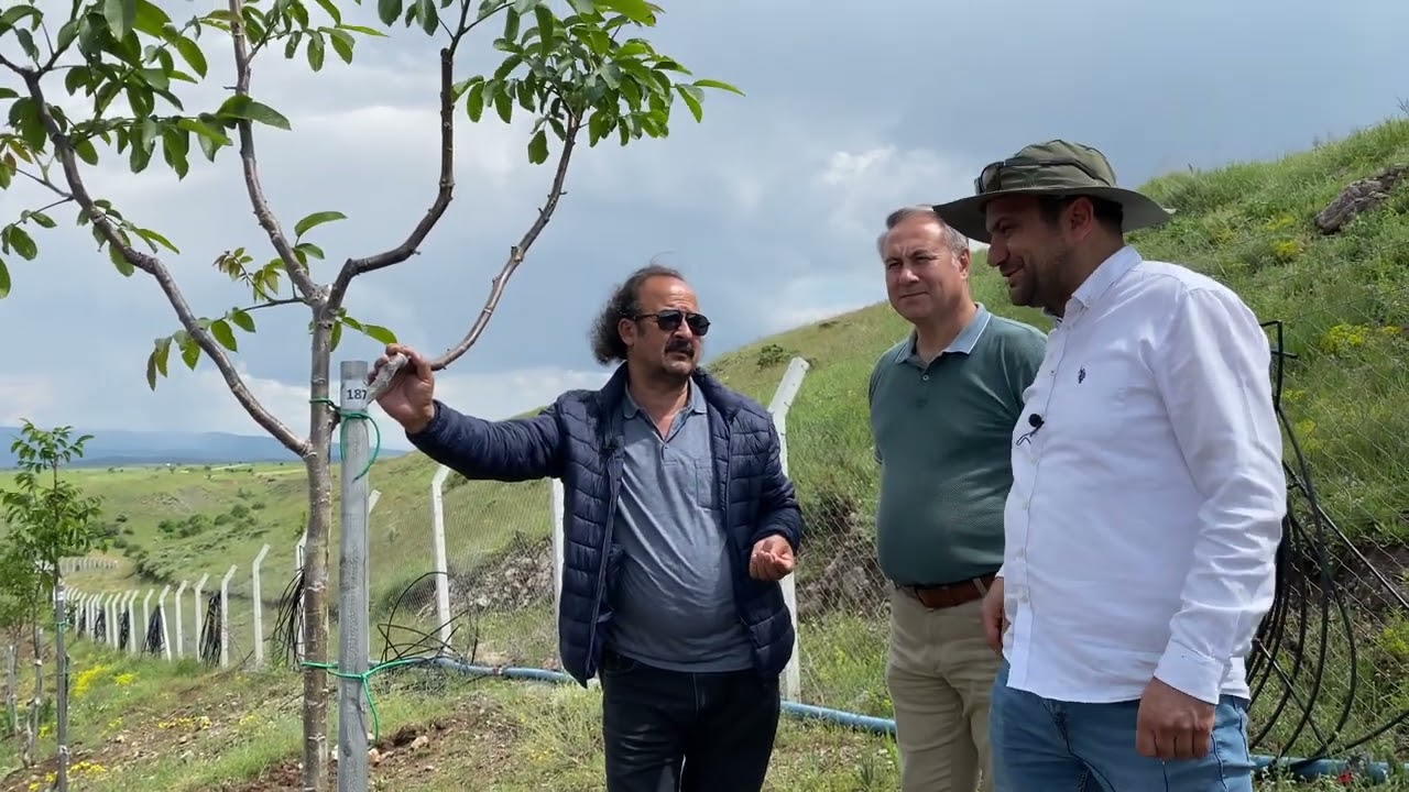Siz bunları YAPMAYIN ! Ceviz Adam Ahmet