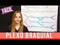 PLEXO BRAQUIAL FÁCIL EXPLICACIÓN + mnemotecnia ANATOMIA  | Mentes Médicas