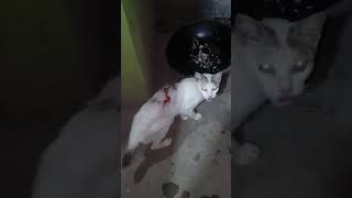 I love you #fypシ゚viral #pets #cat #realcat #adorable #cute #hungry