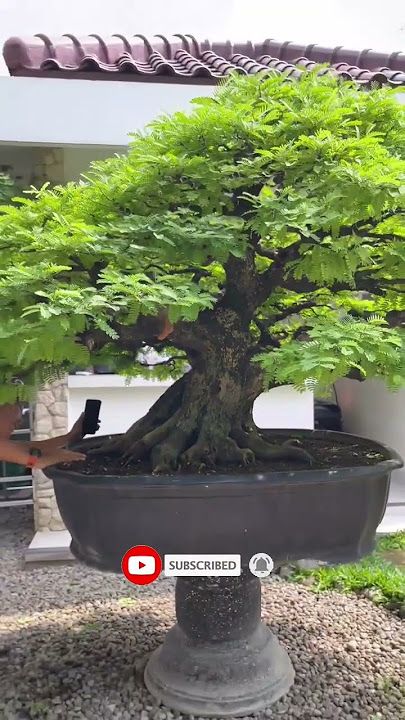 BONSAI ASEM JAWA, TAMARINDUS INDICA #shorts