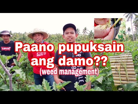 Video: Paano I-cut Ang Damo Sa Isang Trimmer? 26 Mga Larawan Paano Hawakan Ito Kapag Naggapas? Paano Ito Magagamit Nang Tama Sa Paggapas Ng Matangkad Na Damo Sa Damuhan?