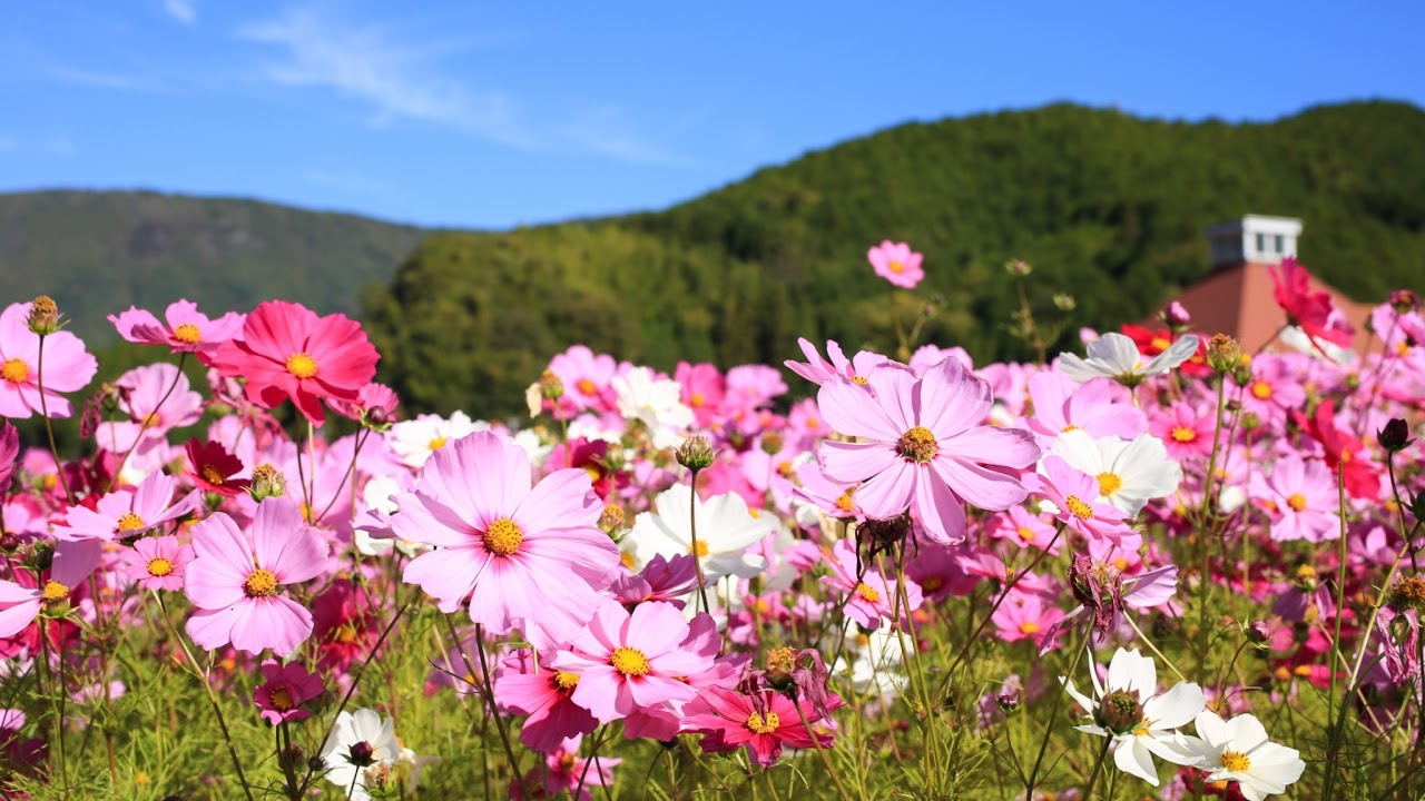 愛媛県宇和島市伊吹町ライブカメラ Ehime Ibukicho Live Camera.world.cam