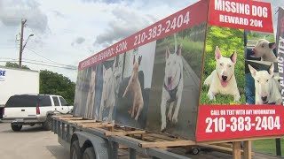 San Antonio man offers $20,000 reward for safe return of missing dog