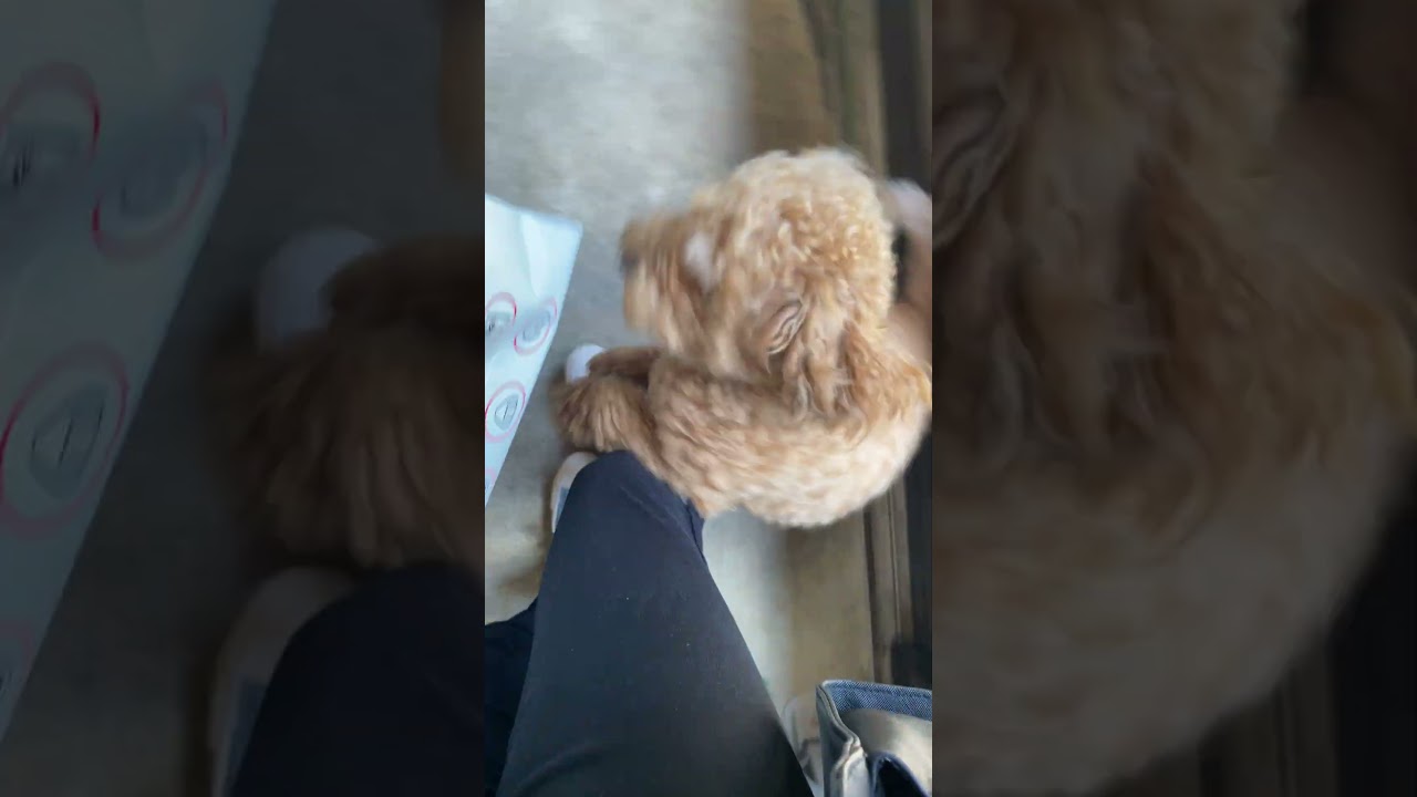 Fu-kun thinks we're going for a walk - YouTube